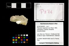 Foto (Objekt + Etikett) von Pithonoton marginatum (von Meyer, 1842)  (NHMW-GEO-2014-0194-0876)